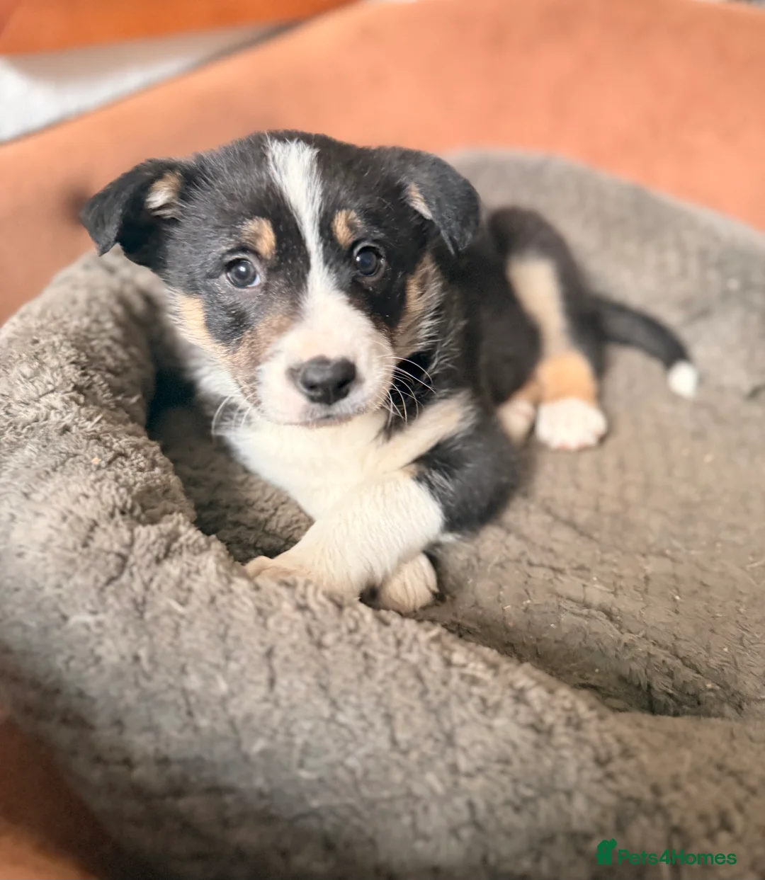 Border Collie dogs for sale: Gorgeous border collie puppies for sale  - Advert 10