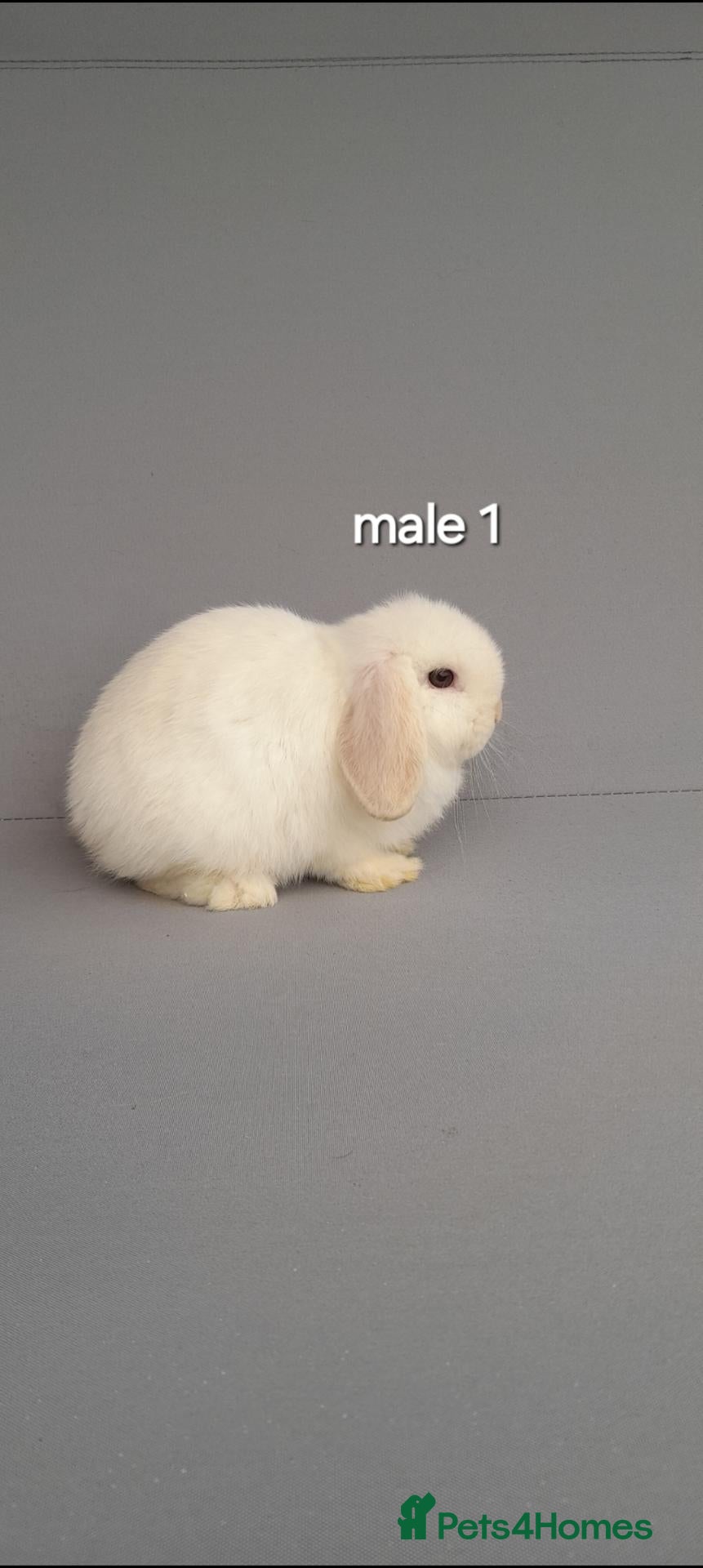 Mini Lop rabbits Beautiful mini lop rabbits ready now  - Advert 2