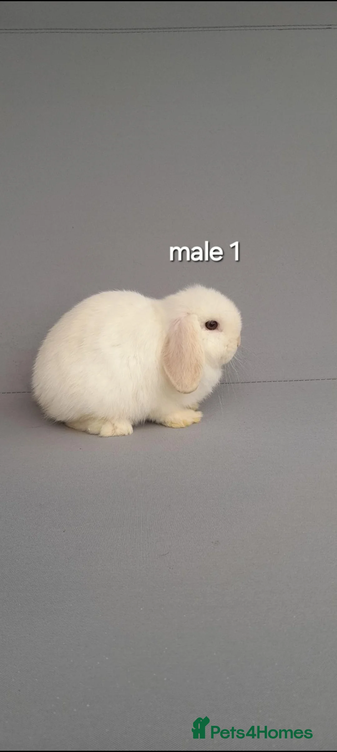Mini Lop rabbits for sale: Beautiful mini lop rabbits ready now  - Advert 2