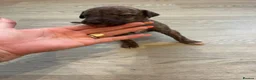 Mixed Breed dogs for sale: Beautiful Whippet/Greyhound Puppies in Penrhyndeudraeth - Advert 7