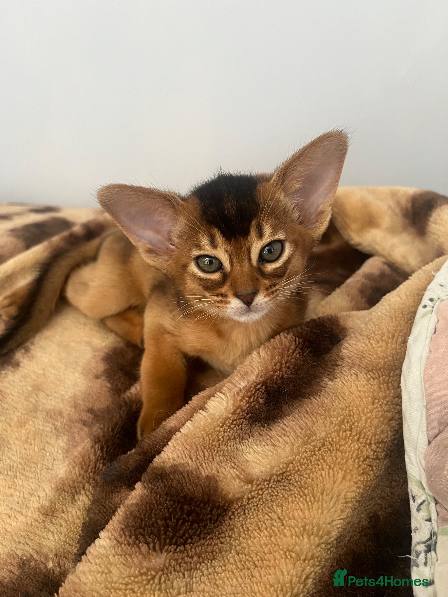 Abyssinian cats Adorable Abyssinian kittens - Advert 2