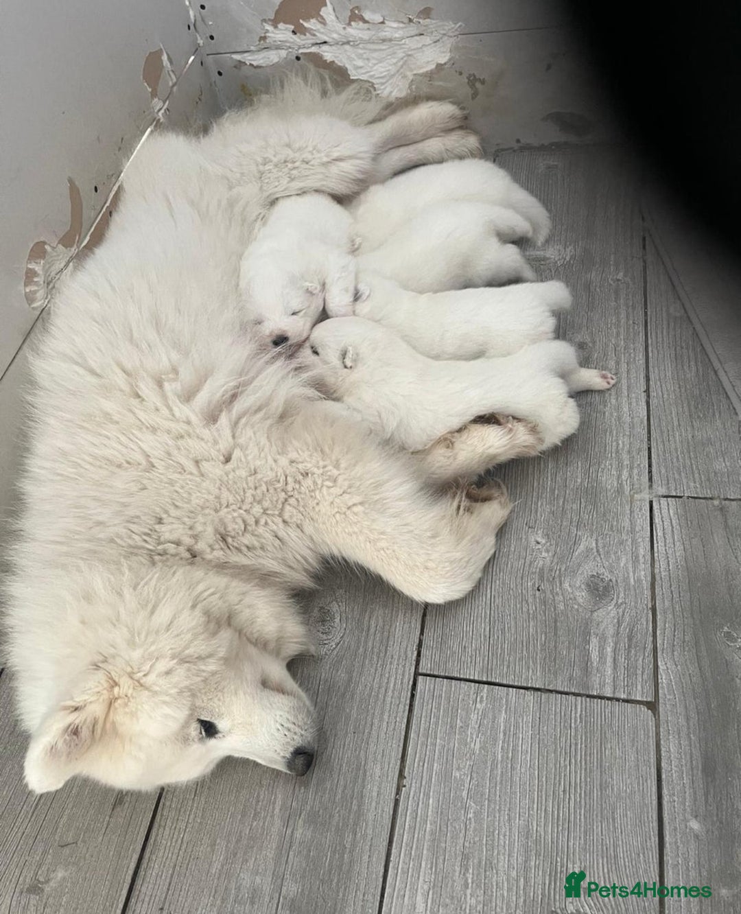 Samoyed dogs for sale: ✨Fluffy 15‑Week Old Boy Samoyed Puppy✨ - Image 3