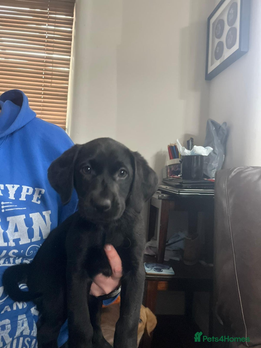 Labradoodle dogs for sale: Female Labrador X puppy  - Image 3