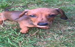 Dachshund dogs for sale: Beautiful, little mini dachshunds - Image 3