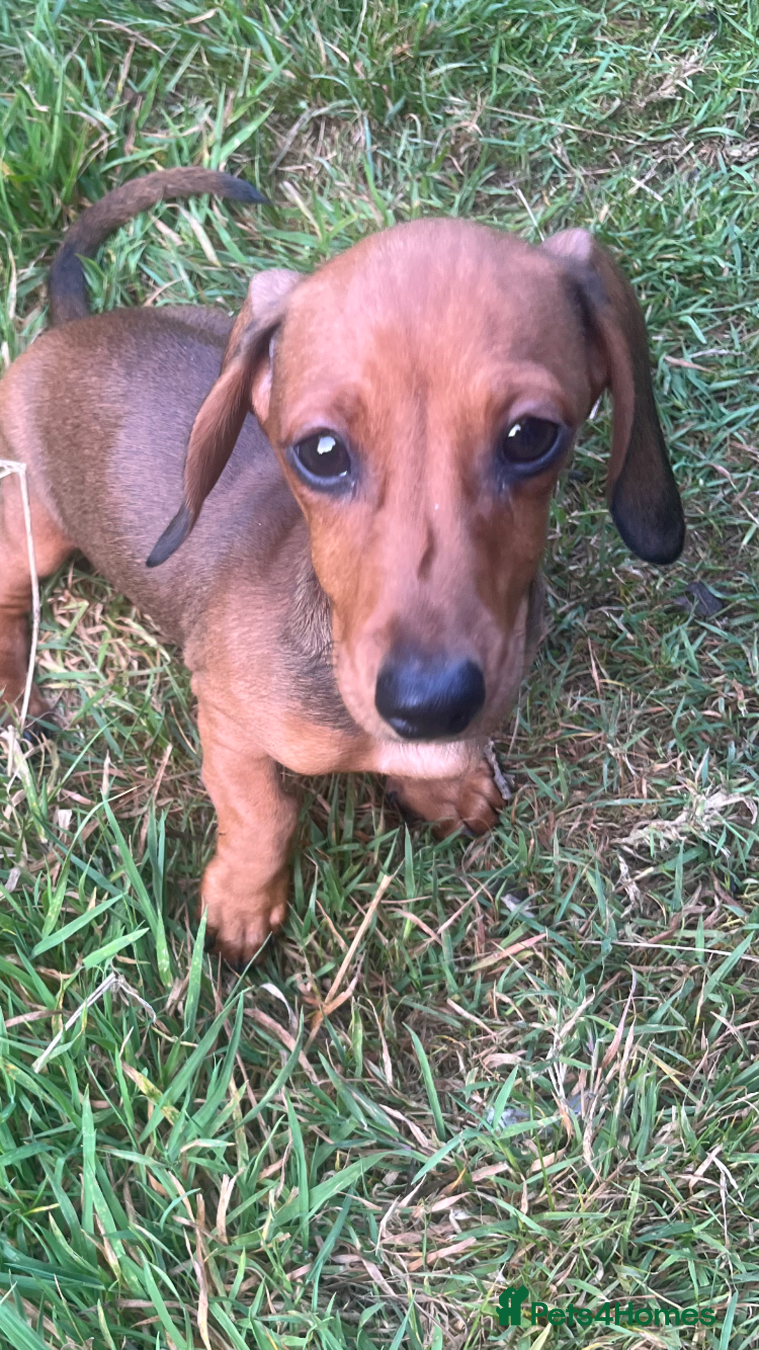 Dachshund dogs for sale: Beautiful, little mini dachshunds - Image 3
