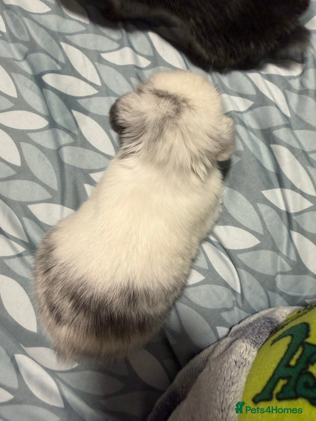 Mini Lop rabbits for sale: 5 Beautiful Baby Mini Lop Rabbits  - Advert 12