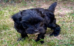 Maltipoo dogs for sale: Two cuddly little maltipoo boys - Image 2