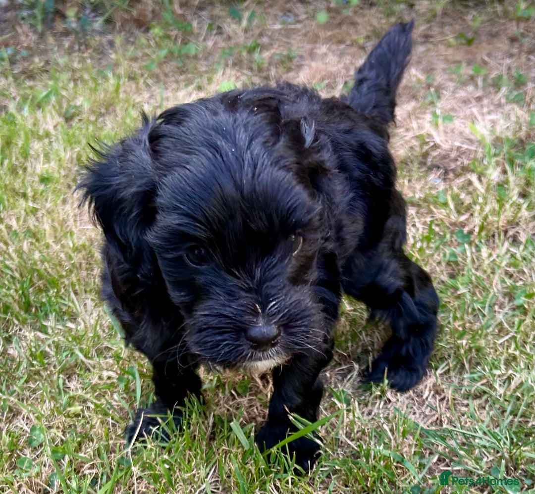 Maltipoo dogs for sale: Two cuddly little maltipoo boys - Image 2
