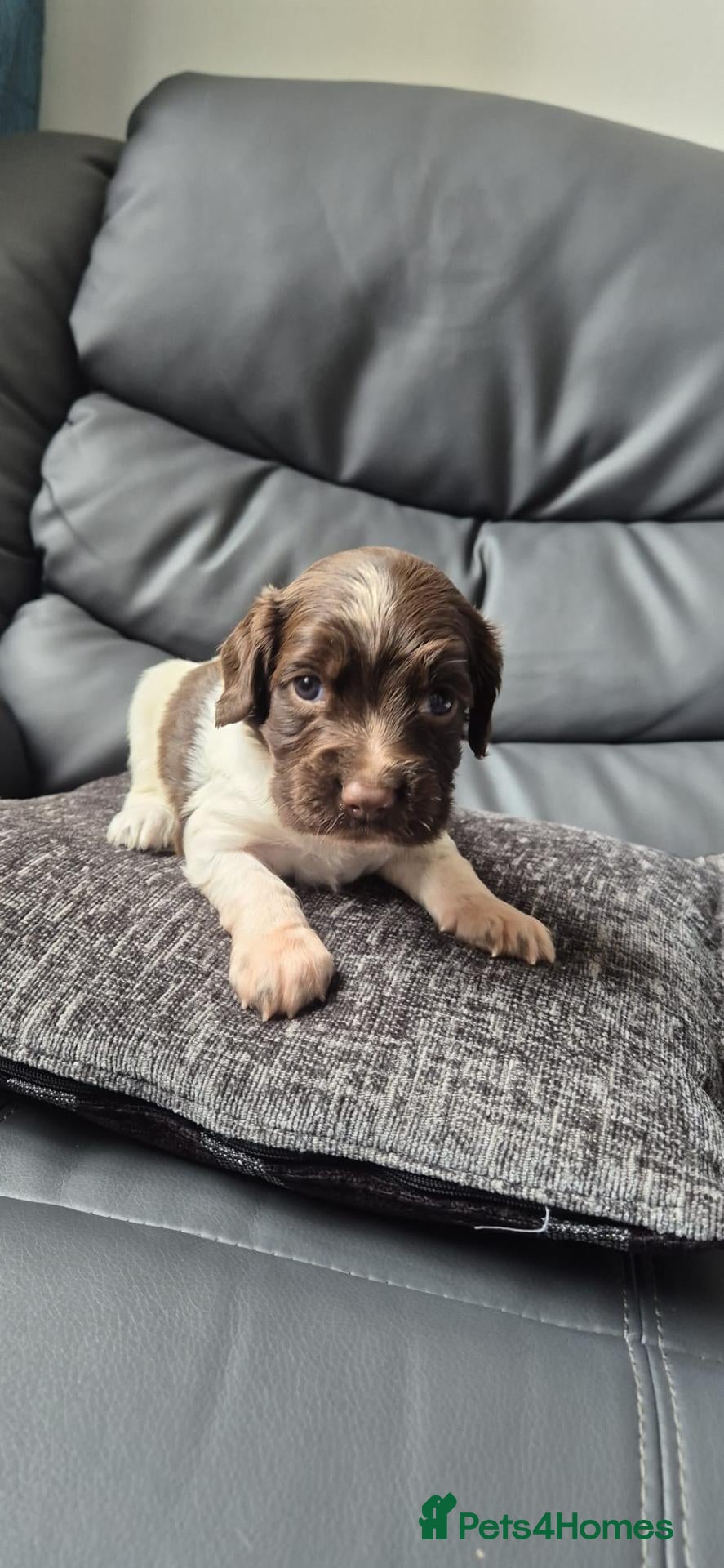 English Springer Spaniel dogs Last puppy Left (boy) - Advert 5