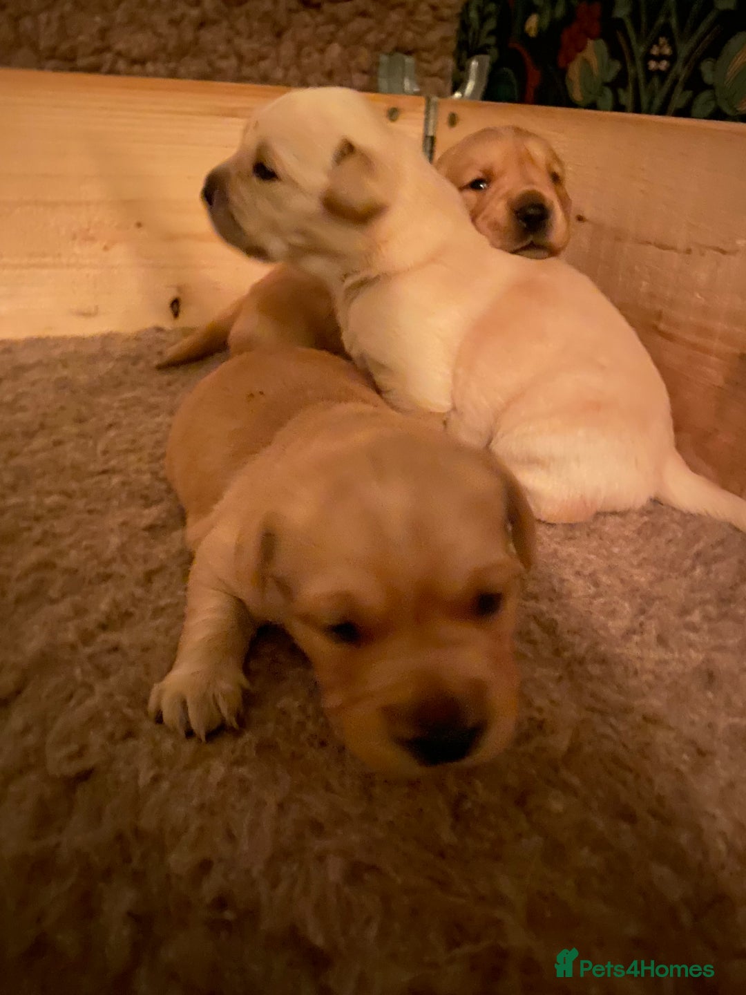 Goldador dogs for sale: Goldador Puppies  - Advert 12