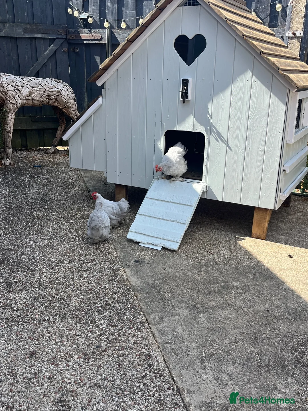 Chickens poultry for sale: 2 x hens for sale POL and 2 lavender Perkins  in Reading - Advert 2