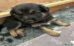 Shepsky dogs for sale: German Shepherd/Shepsky Puppies - Image 8