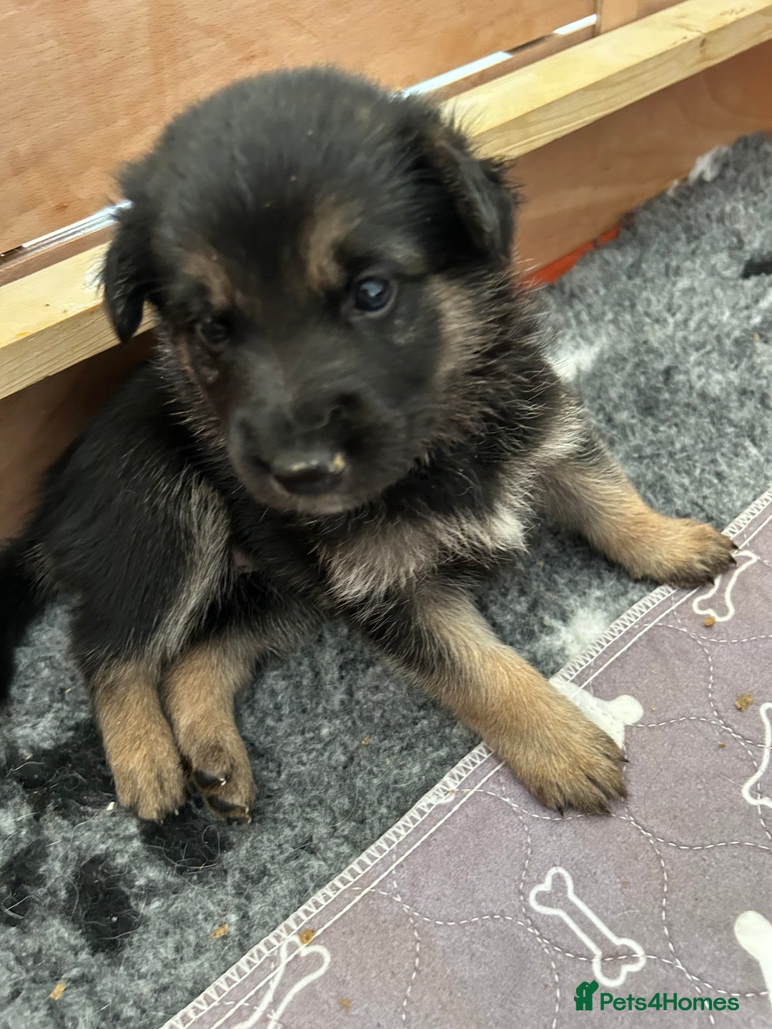 Shepsky dogs for sale: German Shepherd/Shepsky Puppies - Image 8