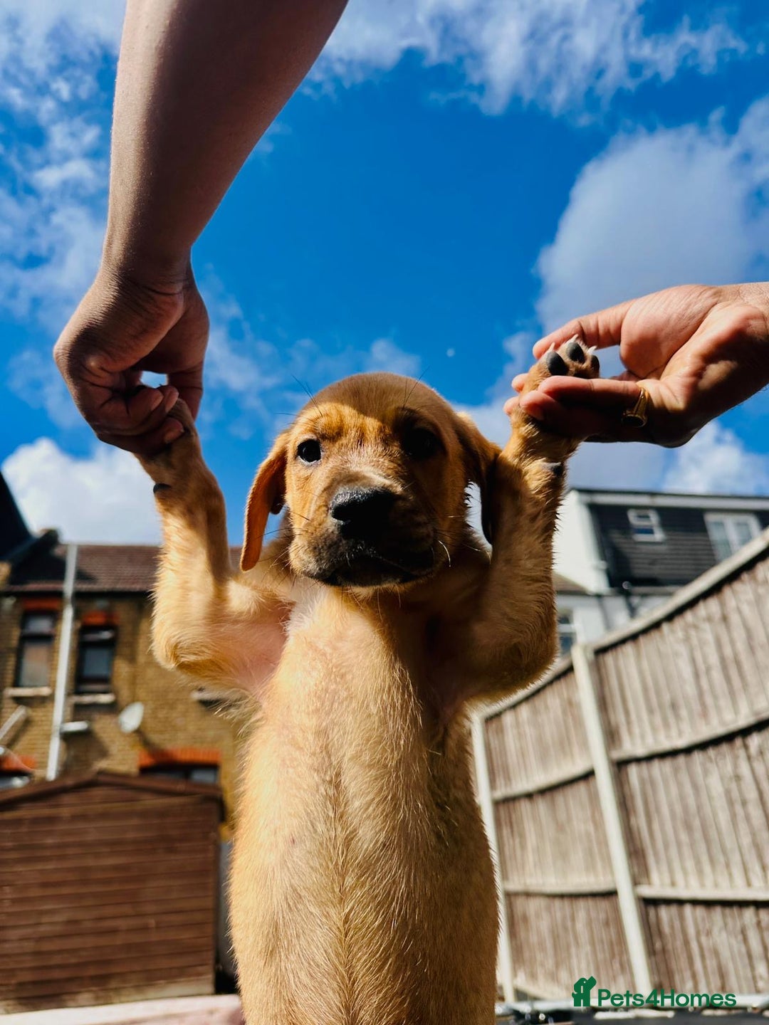 Mixed Breed dogs for sale: Staffy×Serbian Defence Male Puppy – Ready Now - Image 8