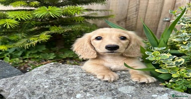 Miniature Dachshund dogs - Advert 12