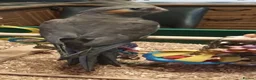 Cockatiels birds for sale: Beautiful hand reared Cockatiel chick  in Croydon - Advert 3
