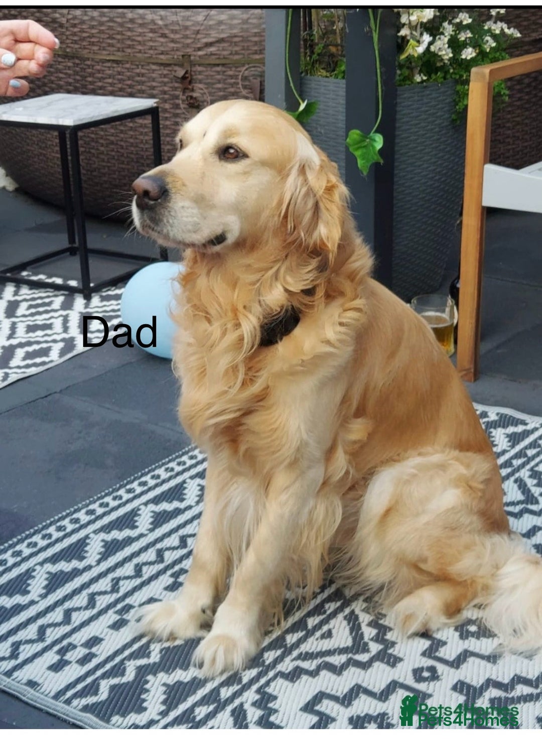 Golden Retriever dogs for sale: Beautiful GR Puppies – No Expense Spared! - Image 20