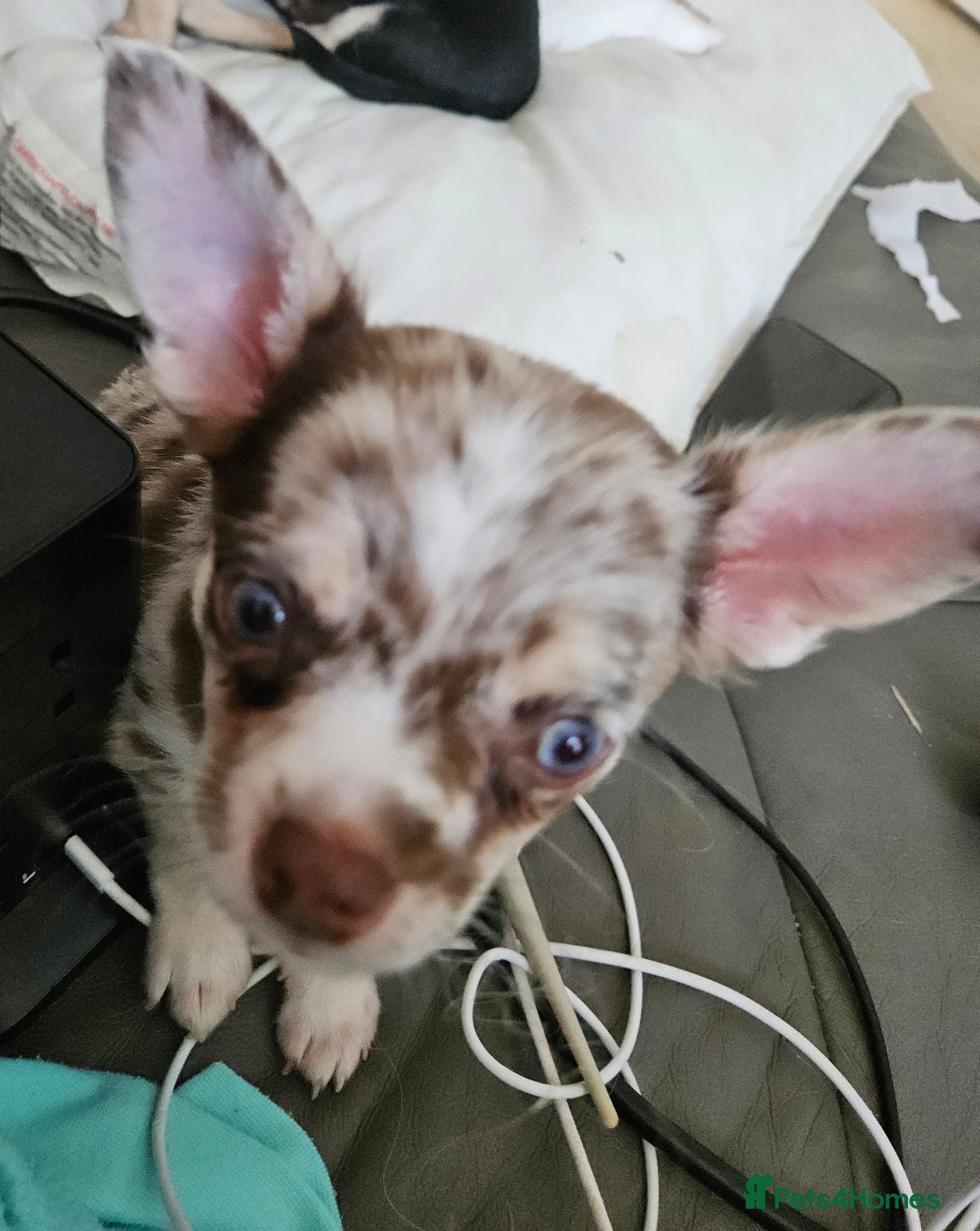 Chihuahua dogs Chihuahua puppies merle, white, black  - Advert 6