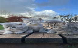 British Shorthair cats for sale: British Shorthair kittens  - Image 14