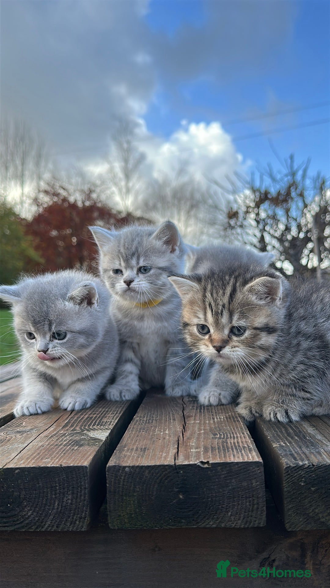 British Shorthair cats for sale: British Shorthair kittens  - Image 14