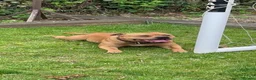 Staffordshire Bull Terrier dogs for sale: 8 red K C registered  puppies  - Advert 12