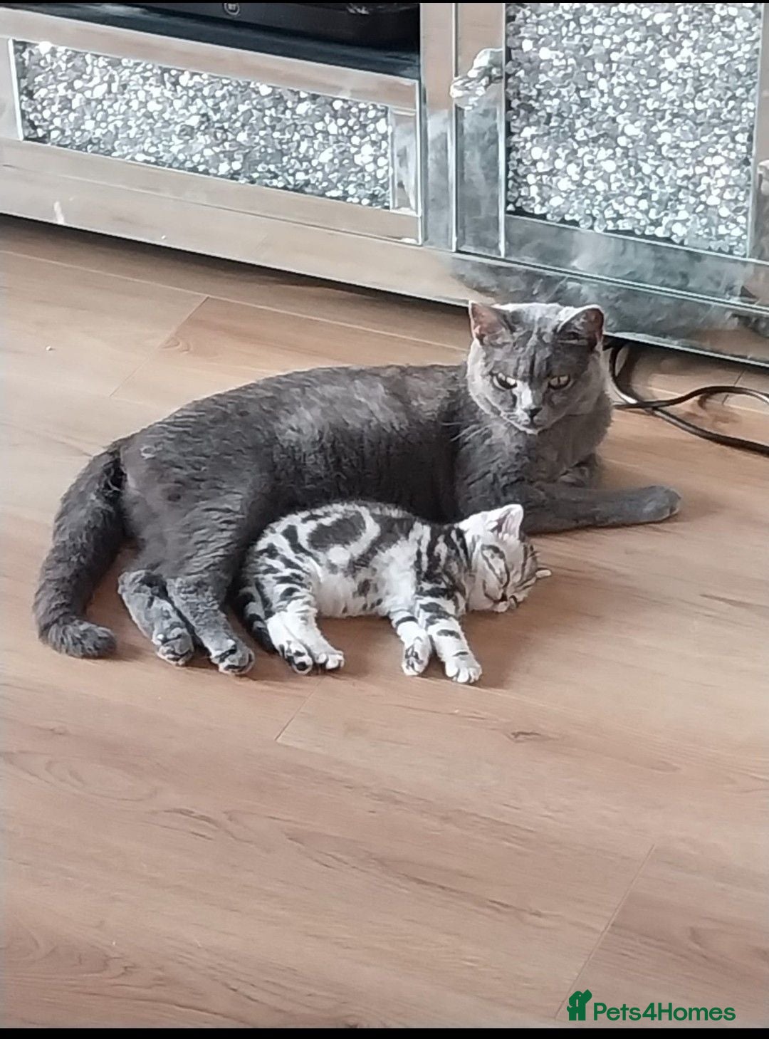 British Shorthair cats Beautiful BSH GCCF SILVER AND BLACK  - Advert 11