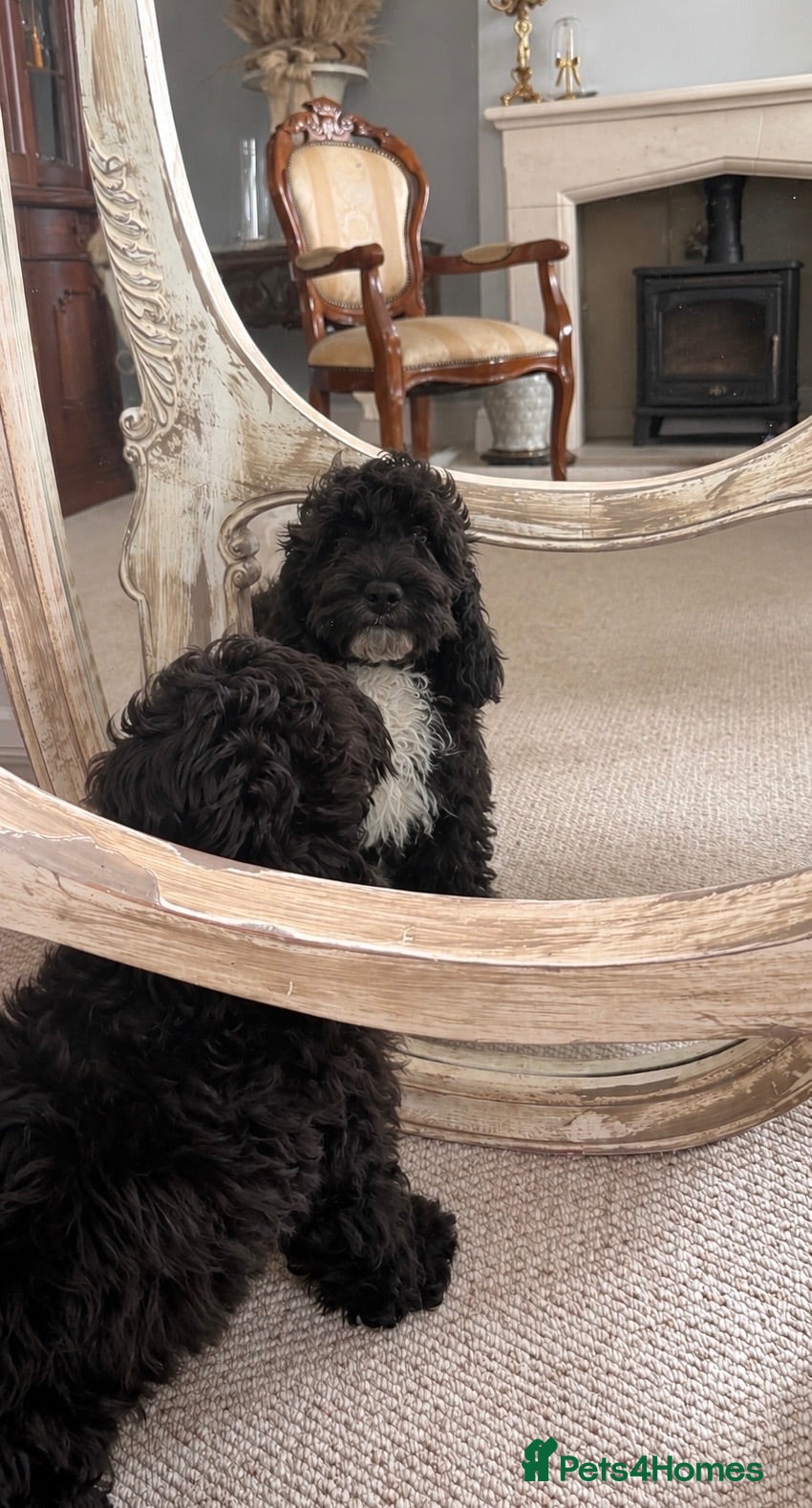 Cockapoo dogs F1 stunning cockapoos  - Advert 1