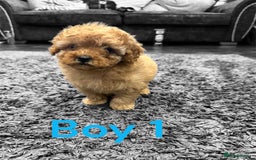 Cavapoo dogs for sale: ** TOY CAVAPOO PUPPIES BVA/PRA CLEAR ** - Image 2