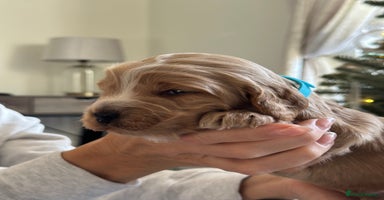 Cockapoo dogs Stunning F2 DNA health tested Cockapoo puppies  - Advert 3