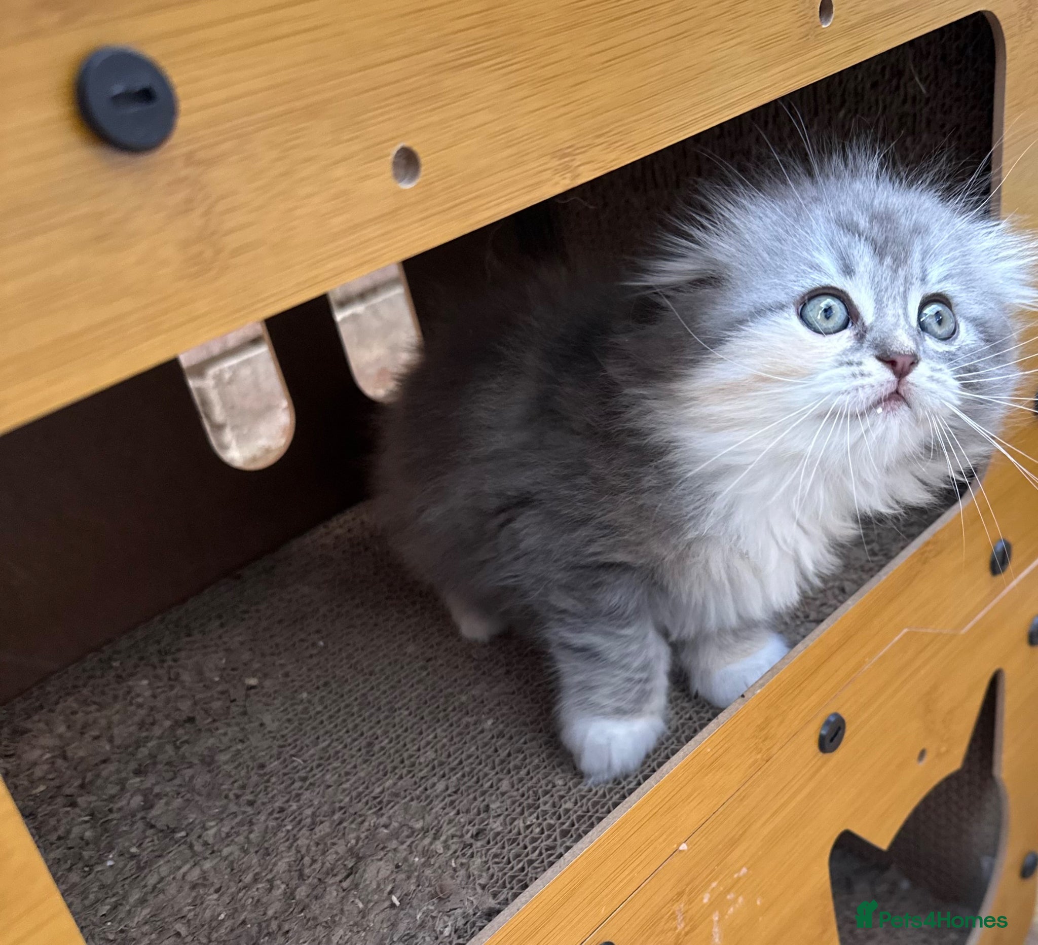 Scottish Fold cats Last Girl - Gorgeous Scottish Fold/Ragdoll  - Advert 17