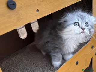 Scottish Fold cats Last Girl - Gorgeous Scottish Fold/Ragdoll - Advert 17