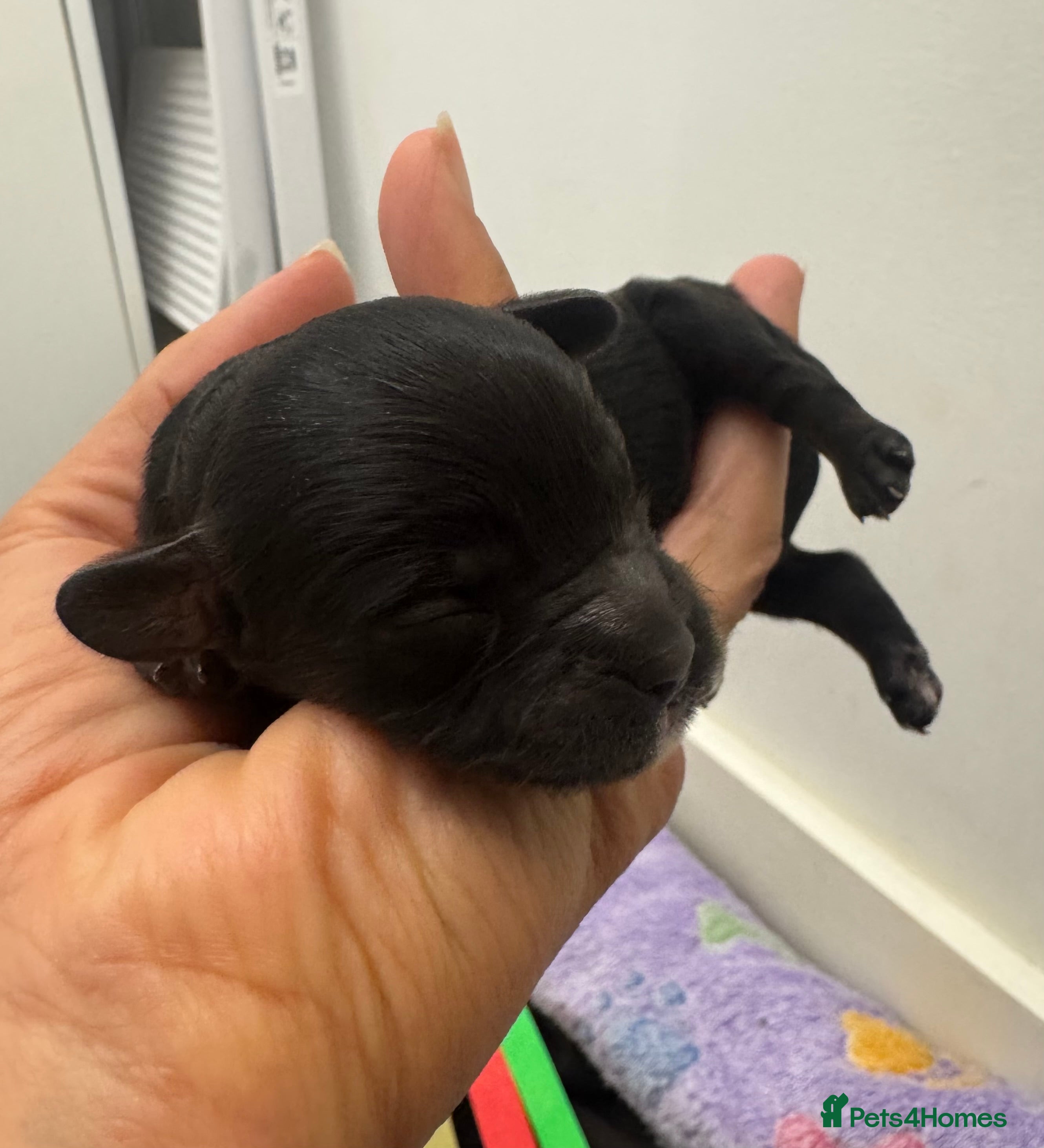 Cavapoo dogs Cavapoo Puppies Born 11 June 26 Reservations Open  - Advert 2