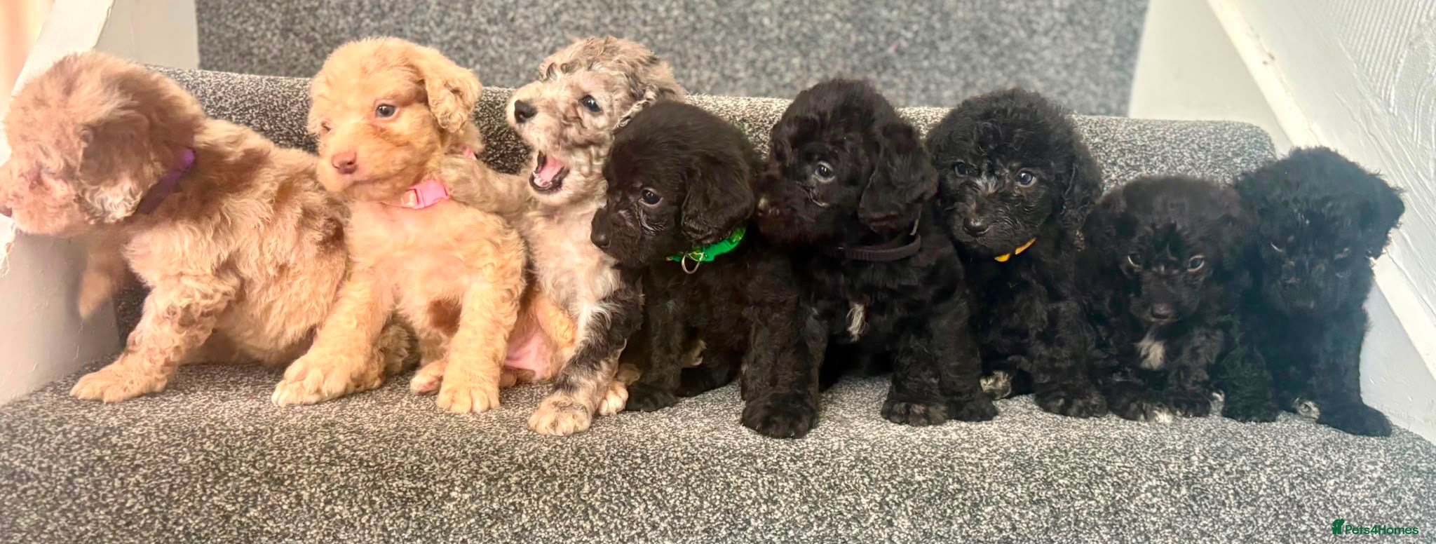 Labradoodle dogs Beautiful labradoodle puppies 🐶 - Advert 5