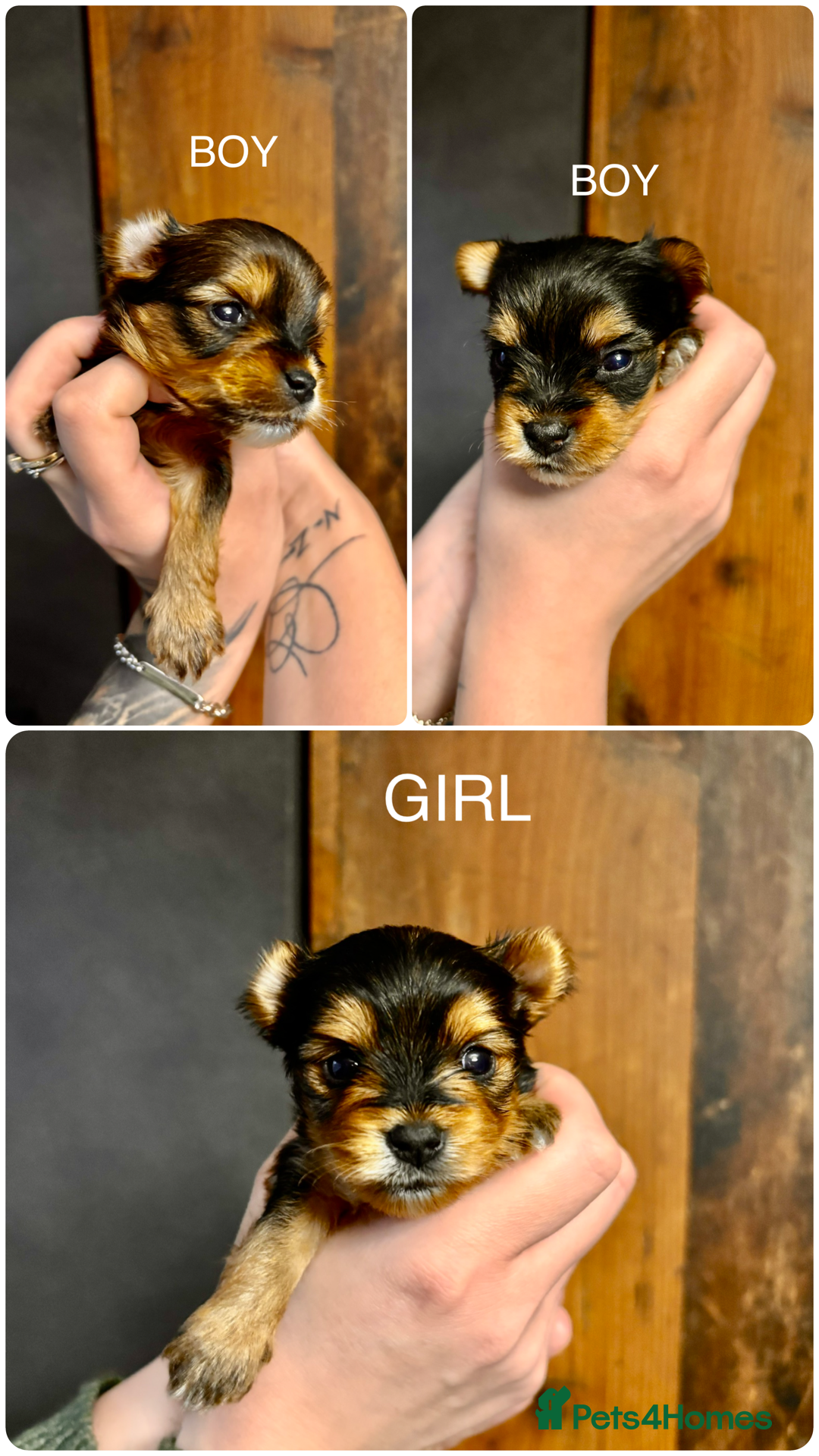 Yorkshire Terrier dogs Miniature Yorkshire Terrier - Advert 3