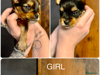 Yorkshire Terrier dogs Miniature Yorkshire Terrier - Advert 2