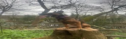 Belgian Shepherd Dog dogs for sale: Belgium malinios x Dutch hurder  in Coventry - Advert 1