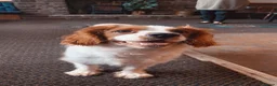 Cavalier King Charles Spaniel dogs for sale: King Charles cavalier female in London - Advert 4