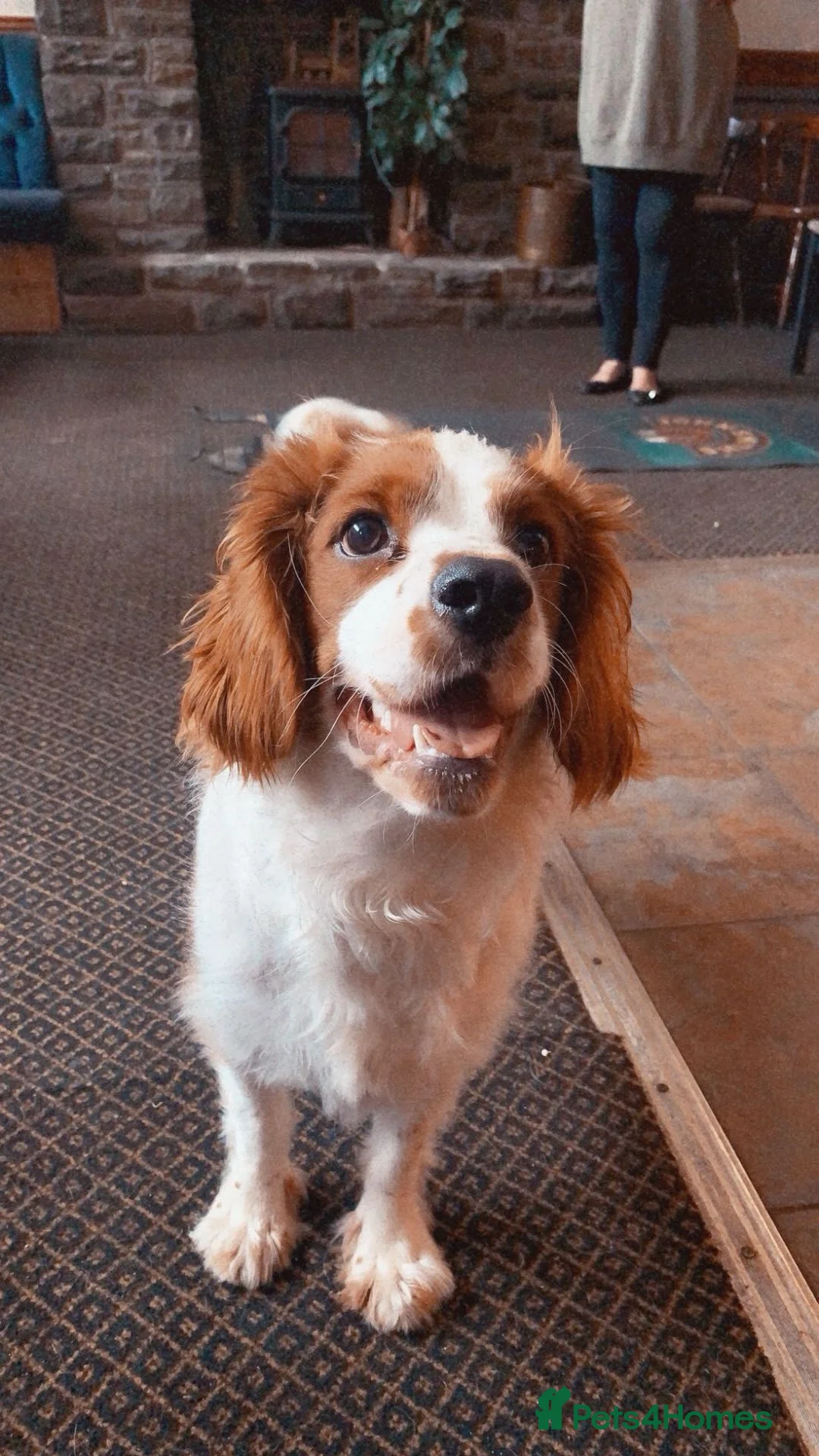 Cavalier King Charles Spaniel dogs for sale: King Charles cavalier female in London - Advert 4