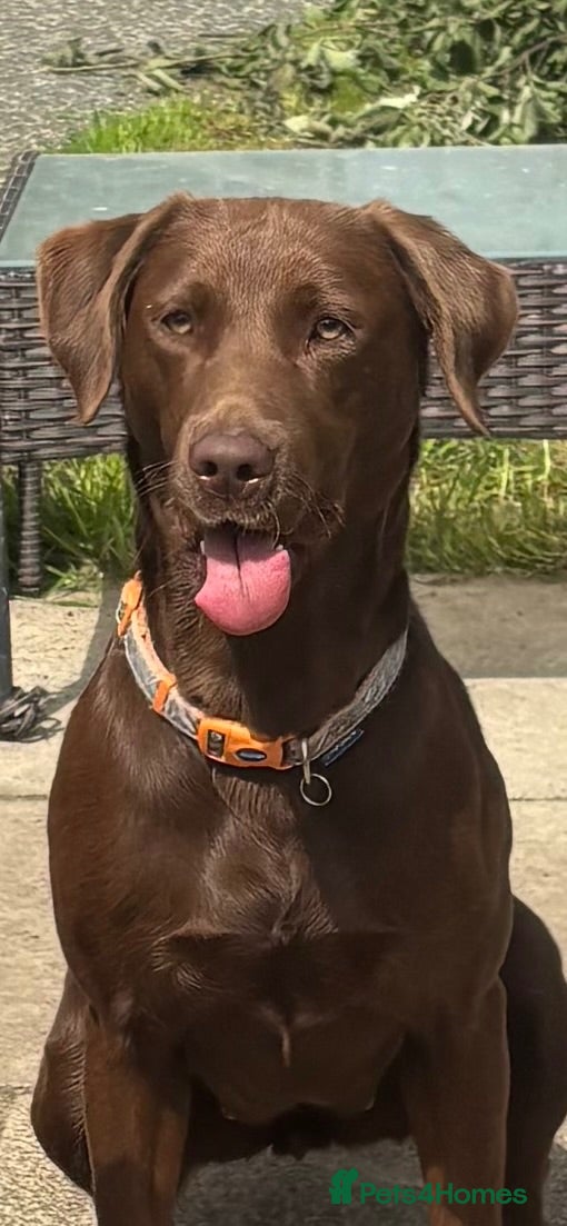 Labrador Retriever dogs 🤎Beautiful KC Reg Chocolate Labrador Puppies 🤎 - Advert 2