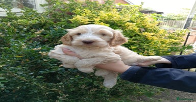 Cockapoo dogs - Advert 8