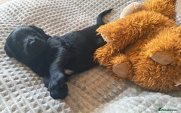 Labradoodle dogs for sale: Labradoodles x2 boys. Alloa - Image 21