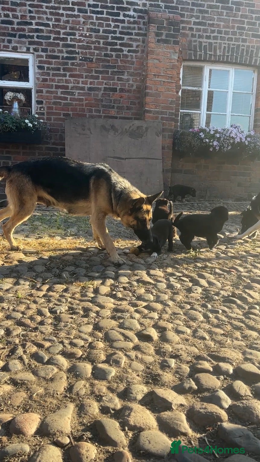 Mixed Breed dogs Beautiful FarmBred Shollie Puppies–Ready16thAugust - Advert 1