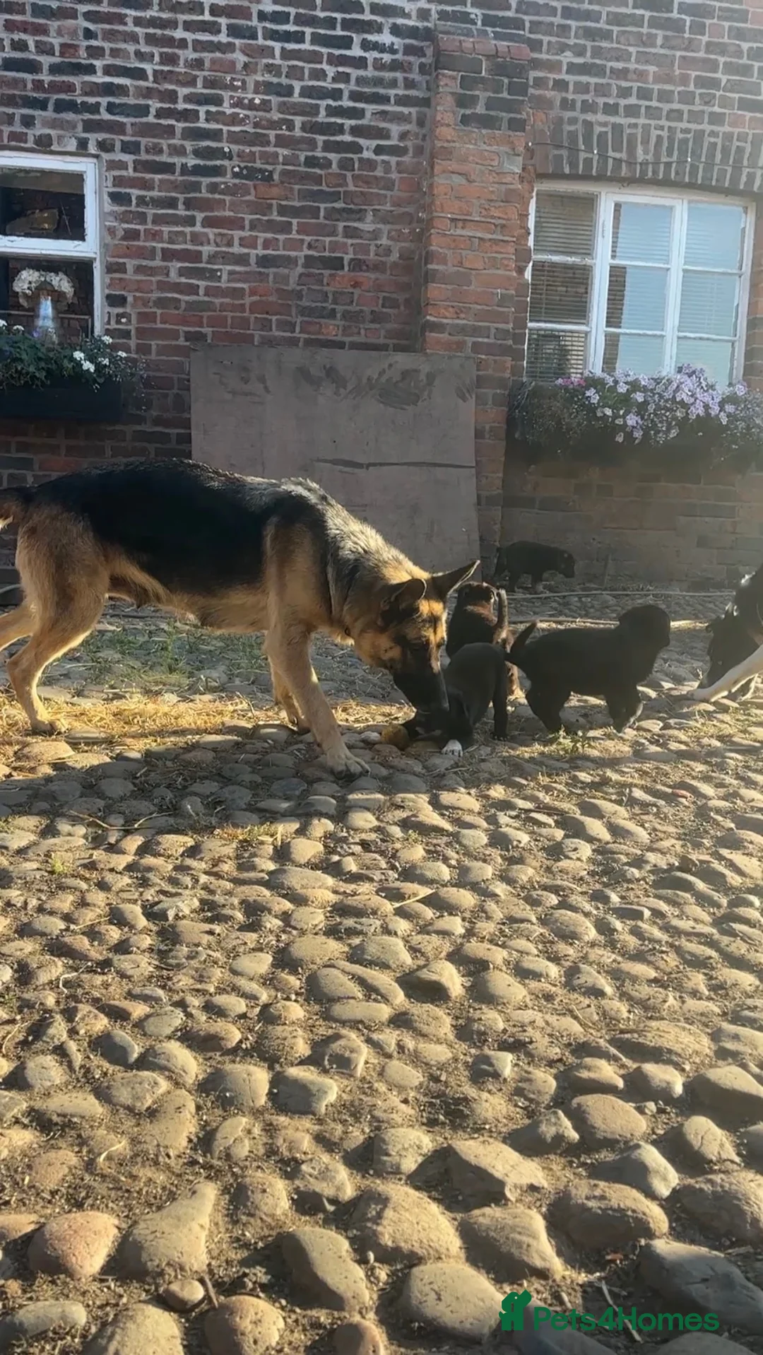 Mixed Breed dogs for sale: Beautiful FarmBred Shollie Puppies–Ready16thAugust - Advert 1