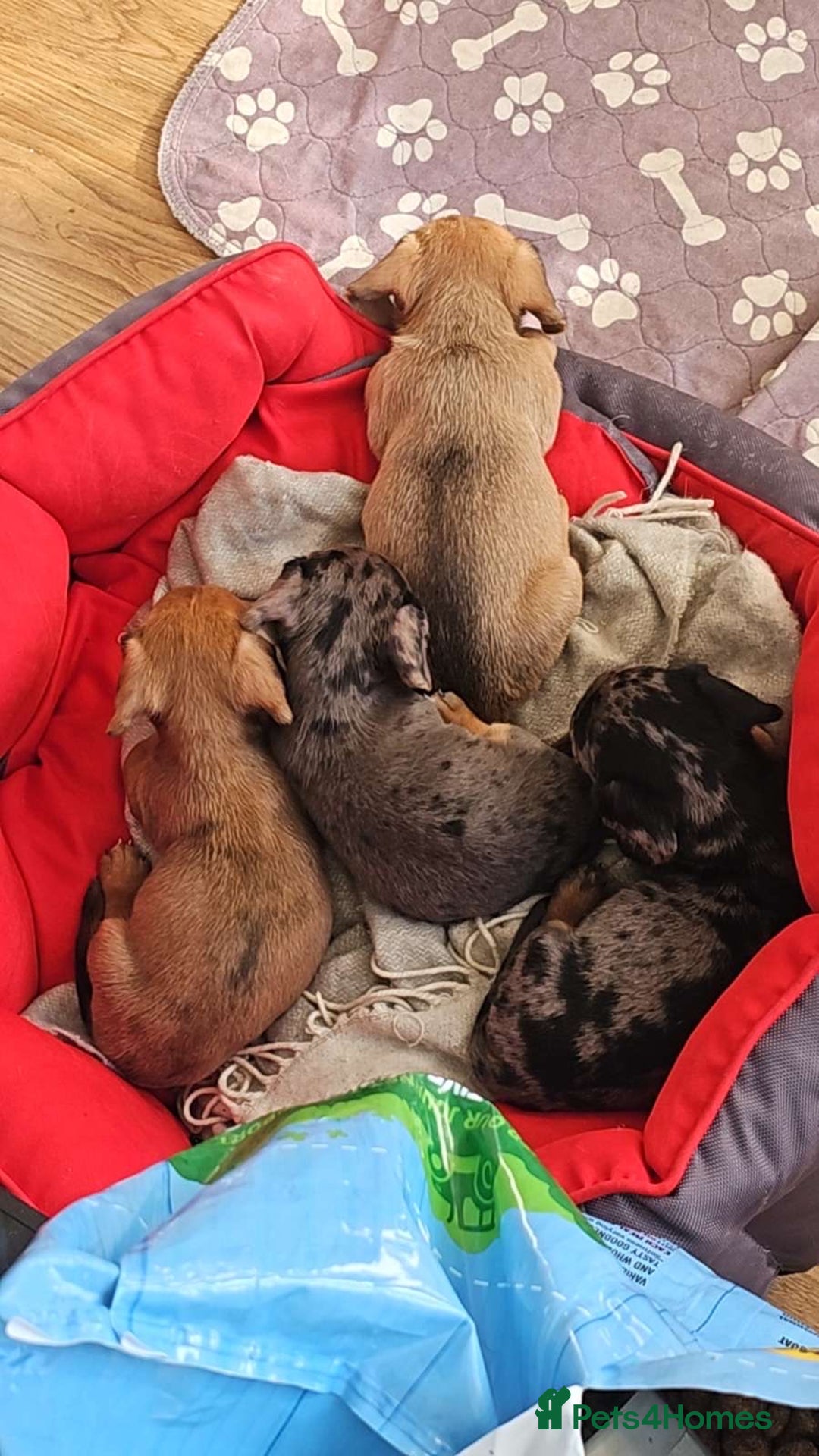 Mixed Breed dogs for sale: 4 Jack Russell cross Dachshund puppies - Image 27
