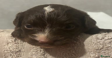 Mixed Breed dogs Cockeranians - Advert 4