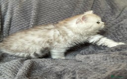 British Longhair cats for sale: Stunning fluffy Maine coon x british longhair  - Image 10