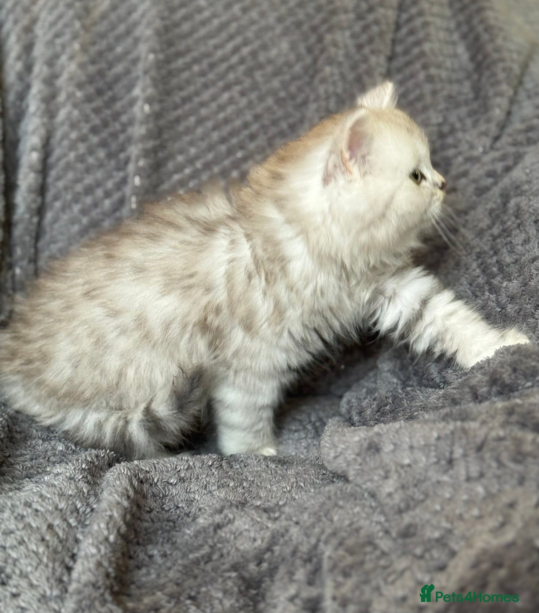 British Longhair cats for sale: Stunning fluffy Maine coon x british longhair  - Image 10