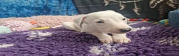 Whippet dogs for sale: Heart and DNA tested Blue Parti Whippet Puppies. - Advert 15