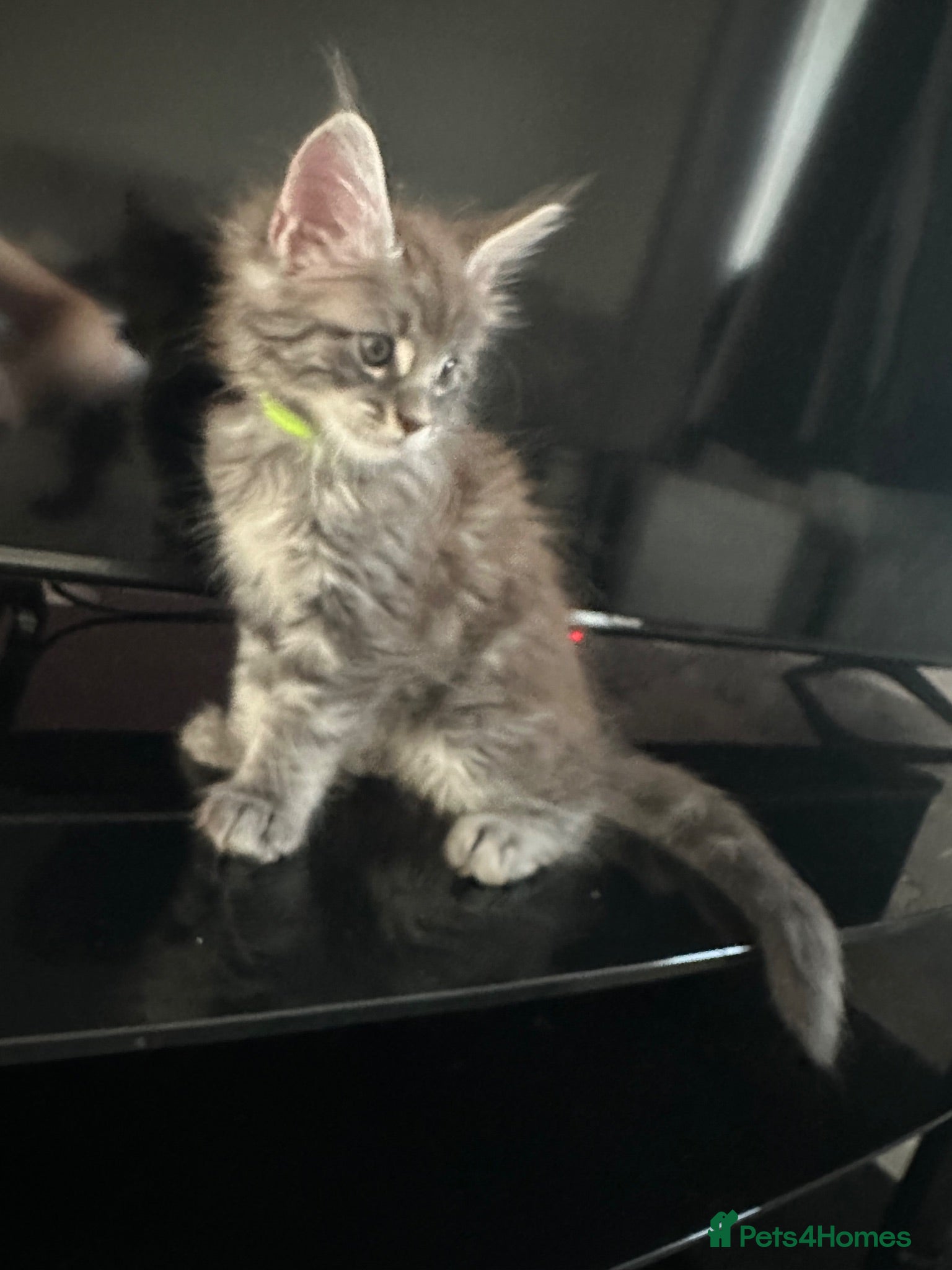 Maine Coon cats 3 Maine Coon kittens left & can do payment plan - Advert 9