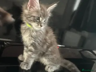 Maine Coon cats 3 Maine Coon kittens left & can do payment plan - Advert 9